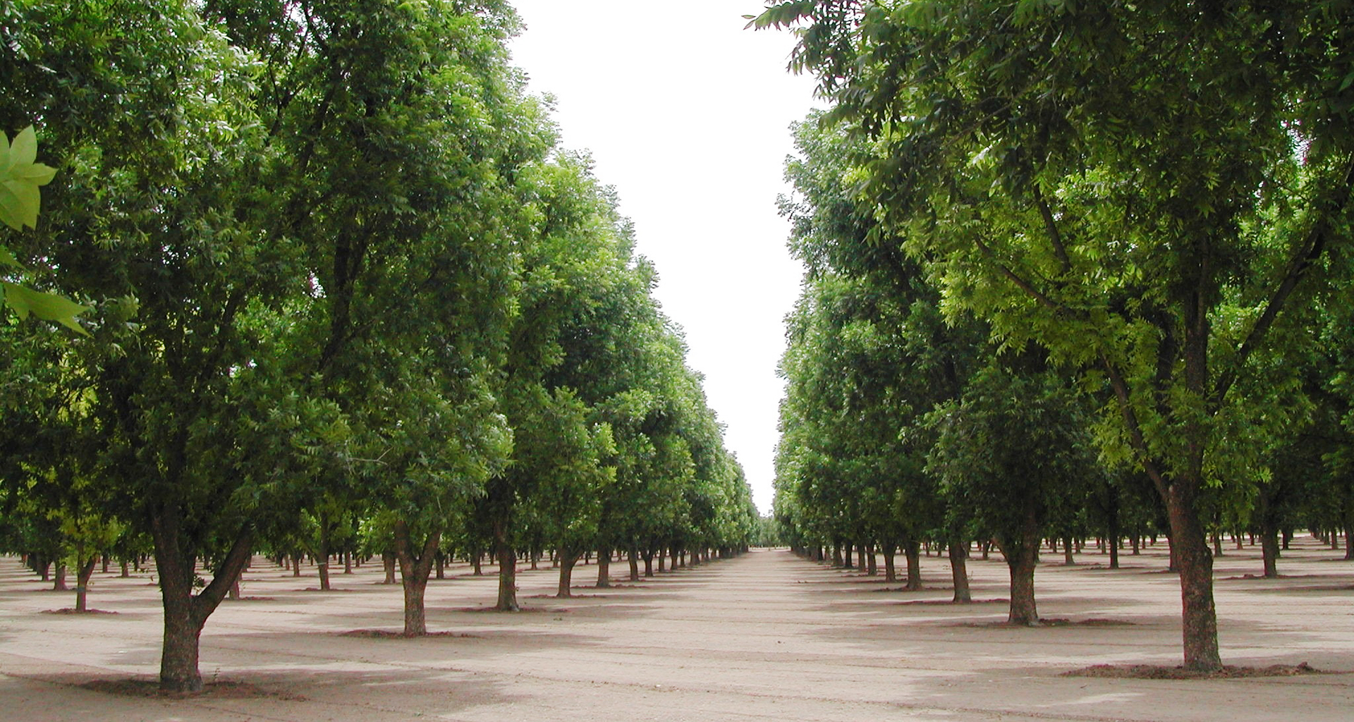 Belding Farms