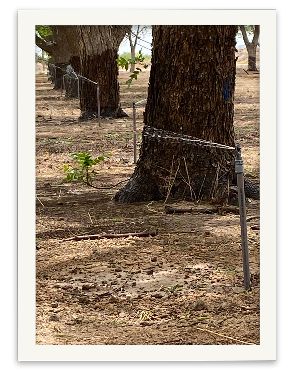 Sprinkler Test